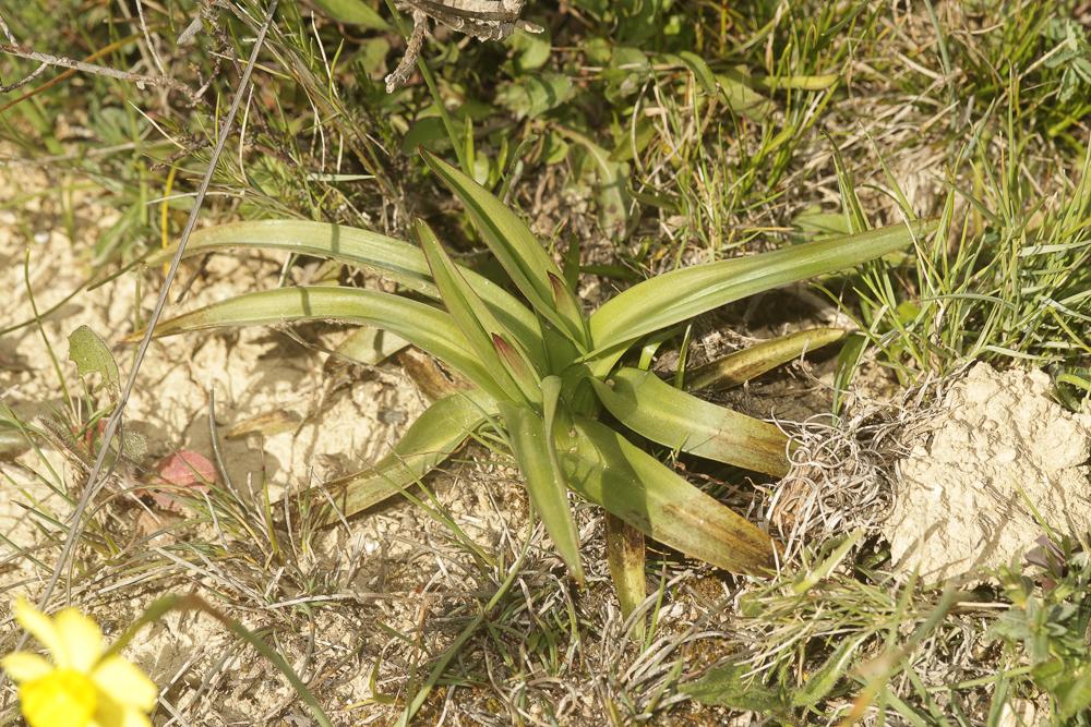 Sérapias en soc, Sérapias à labelle long Serapias vomeracea (Burm.f.) Briq., 1910