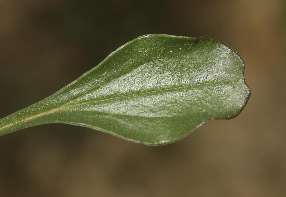 Globulaire commune, Globulaire vulgaire, Globulair Globularia bisnagarica L., 1753