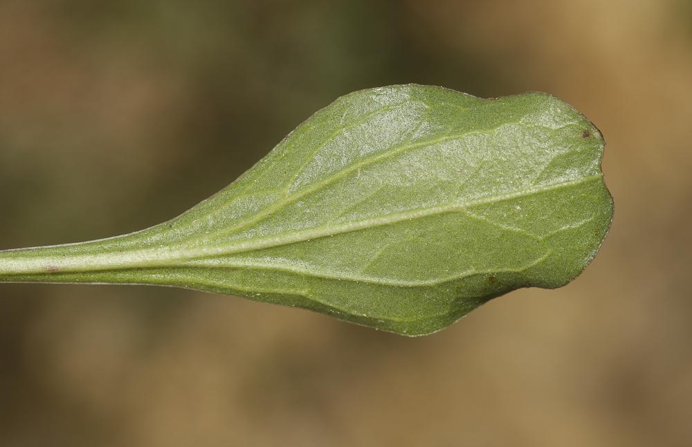 Globulaire commune, Globulaire vulgaire, Globulair Globularia bisnagarica L., 1753