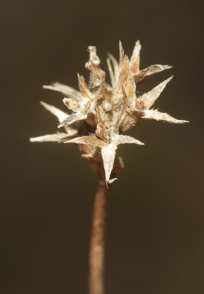 Trèfle rude, Trèfle scabre Trifolium scabrum L., 1753