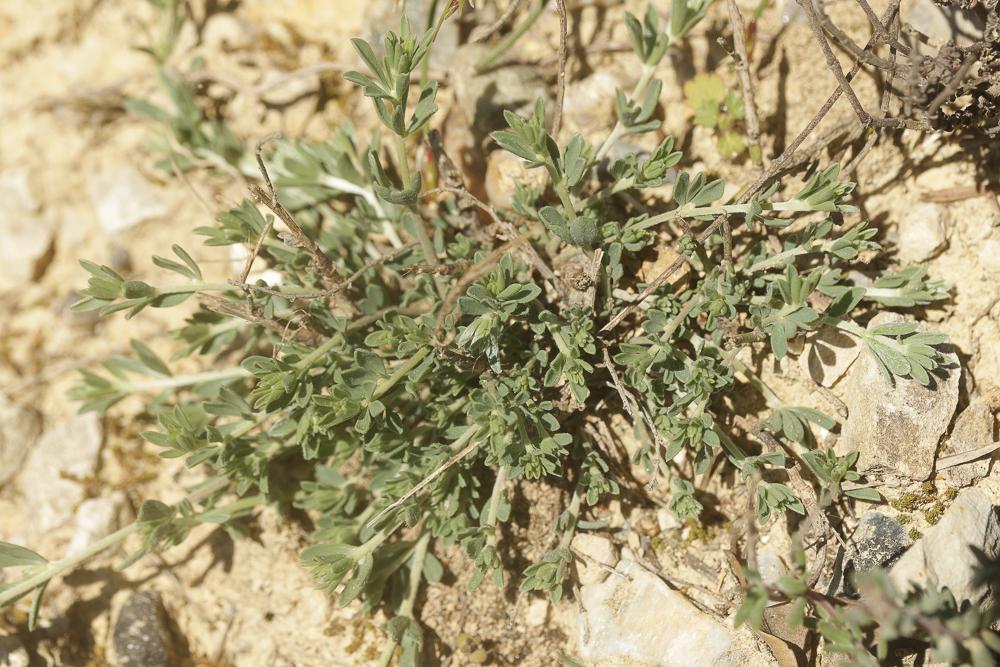 Dorycnie à cinq feuilles Dorycnium pentaphyllum Scop., 1772