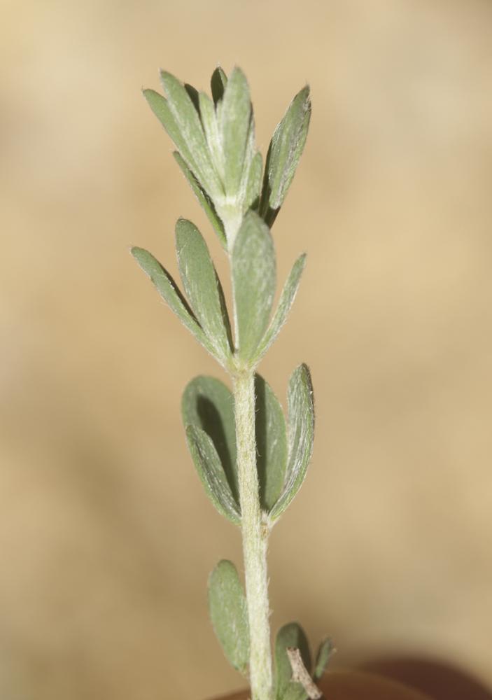 Dorycnie à cinq feuilles Dorycnium pentaphyllum Scop., 1772