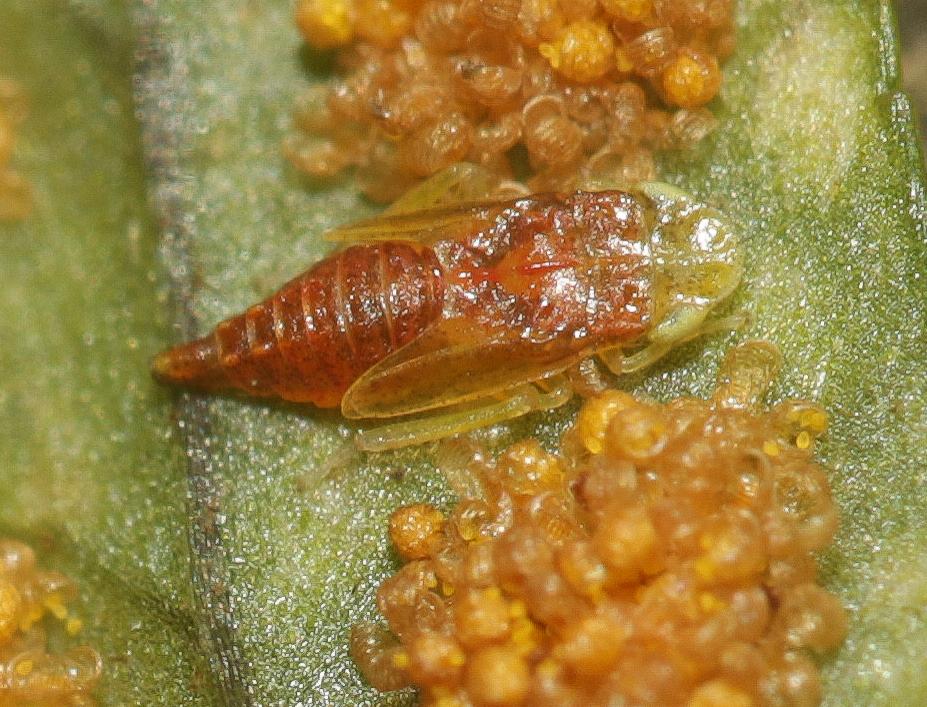 Eupteryx filicum (Newman, 1853)