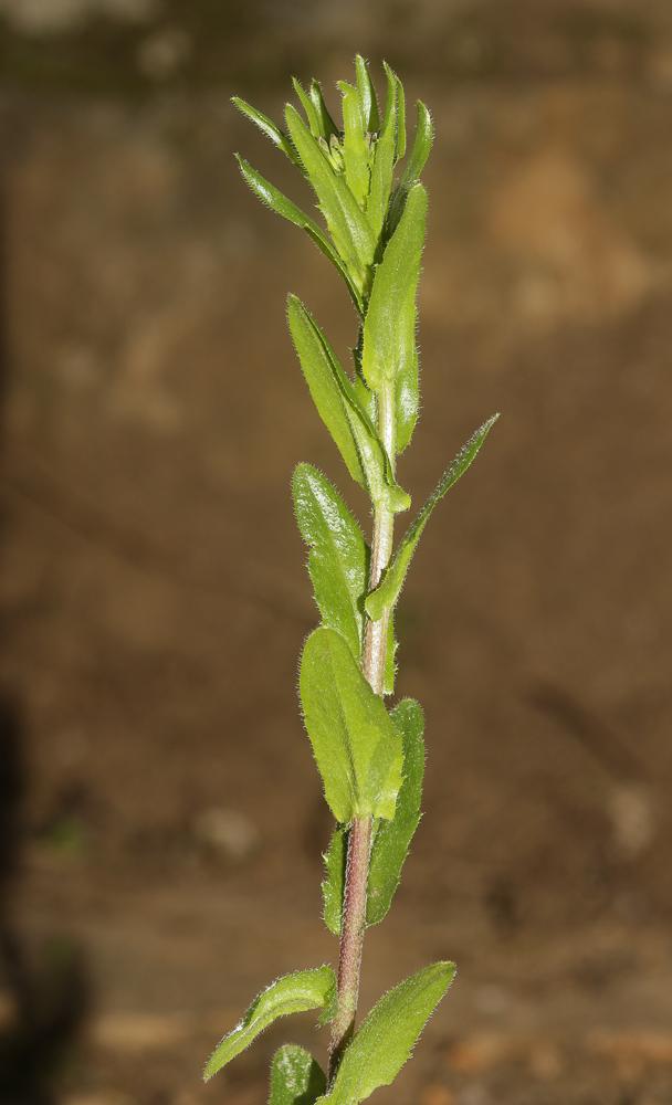 Arabette poilue, Arabette hérissée Arabis hirsuta (L.) Scop., 1772