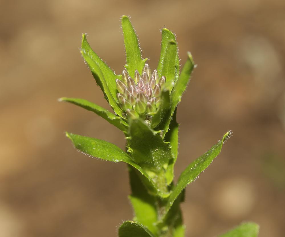 Arabette poilue, Arabette hérissée Arabis hirsuta (L.) Scop., 1772