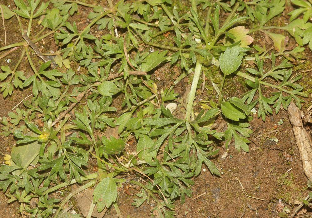 Renoncule des marais, Renoncule à feuilles de cerf Ranunculus paludosus Poir., 1789