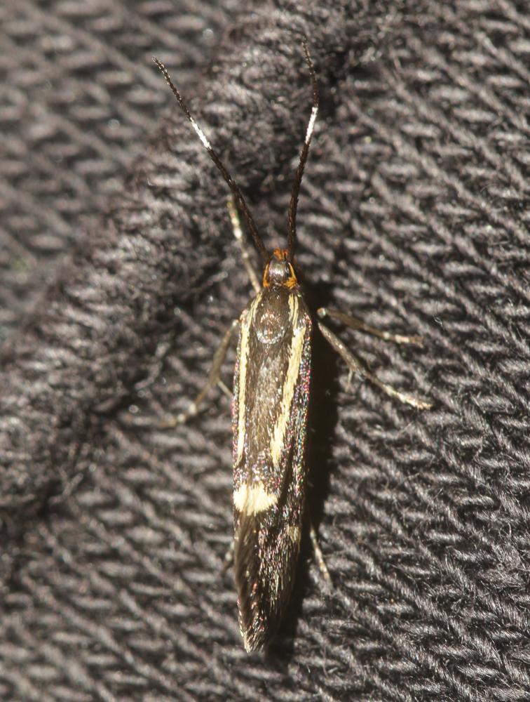  Esperia sulphurella (Fabricius, 1775)