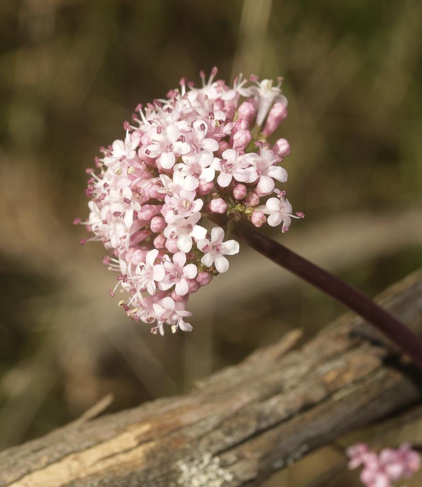 Valériane tubéreuse Valeriana tuberosa L., 1753