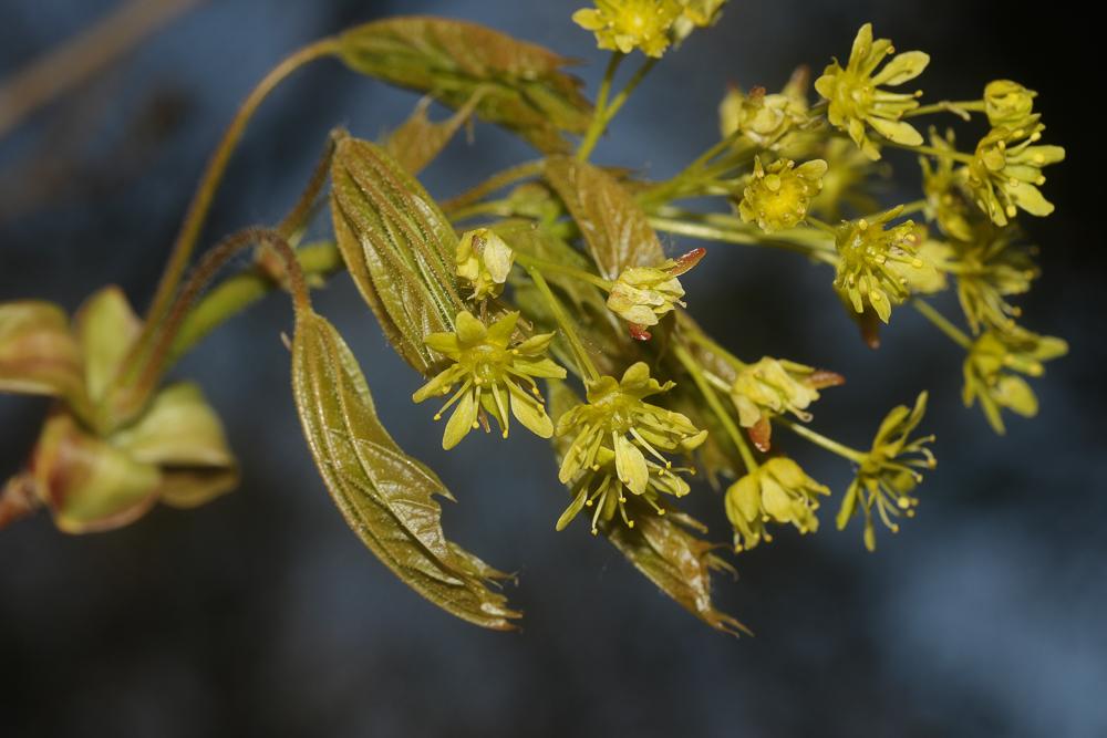 Érable plane, Plane Acer platanoides L., 1753