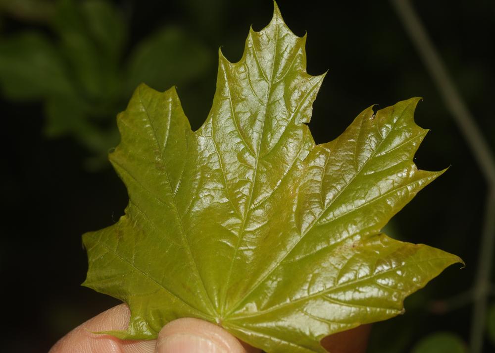 Érable plane, Plane Acer platanoides L., 1753