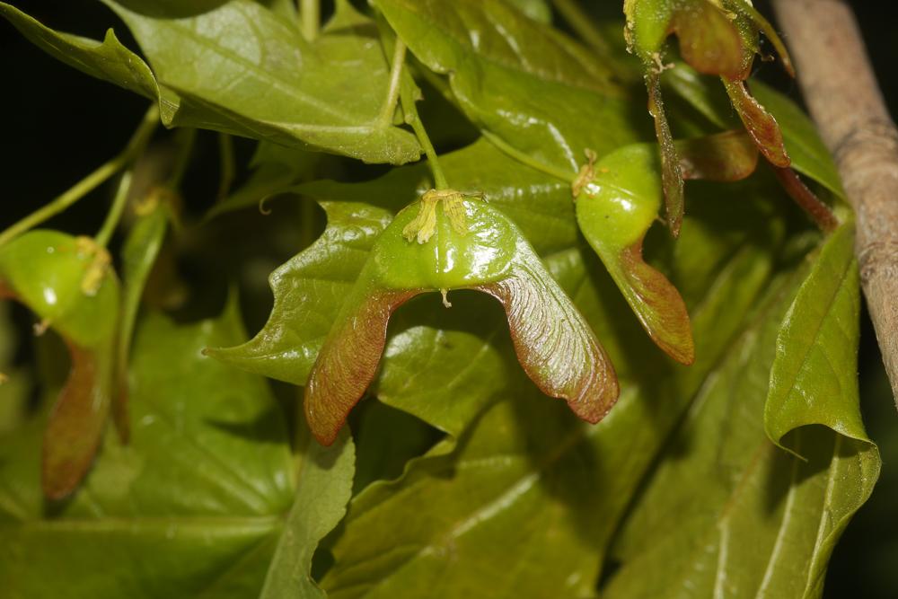 Érable plane, Plane Acer platanoides L., 1753