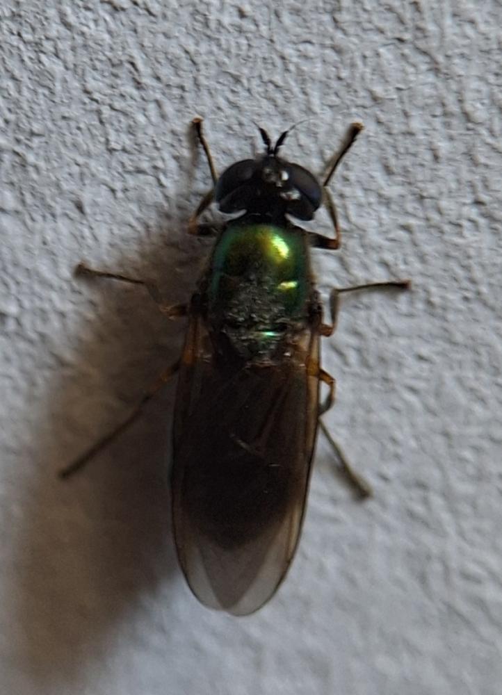  Sargus iridatus (Scopoli, 1763)