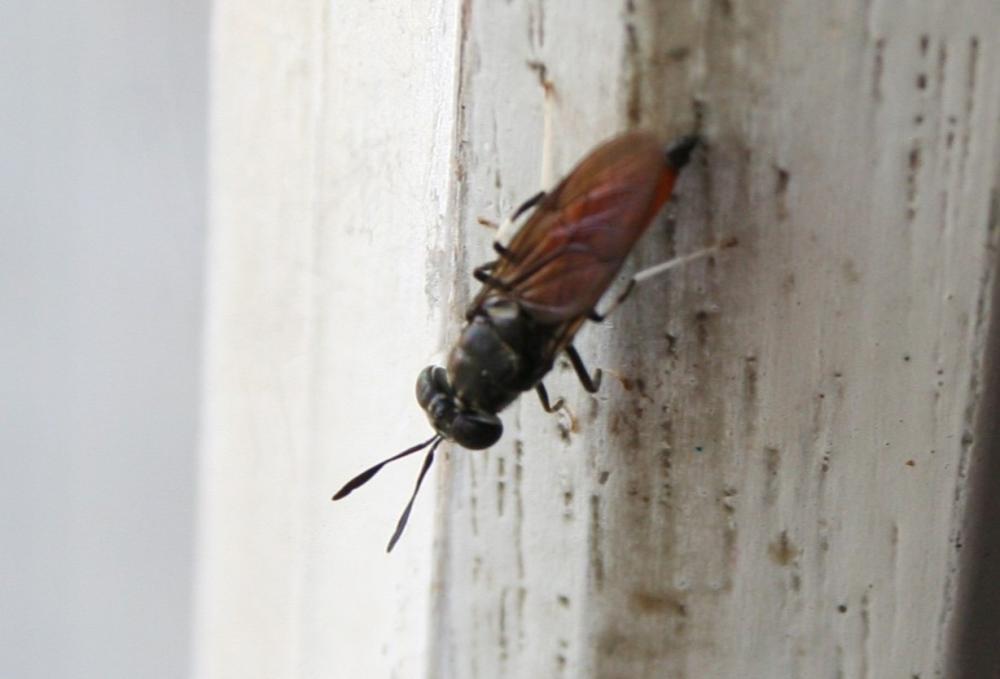  Hermetia illucens (Linnaeus, 1758)