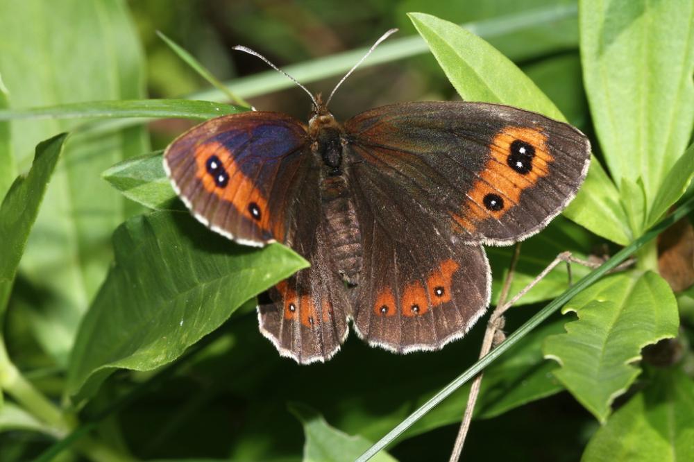 Moiré sylvicole (Le), Nègre à bandes fauves (Le),  Erebia aethiops (Esper, 1777)
