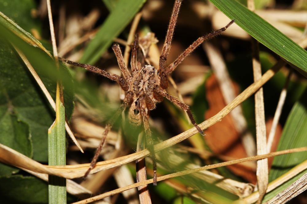 Zoropse à pattes épineuses Zoropsis spinimana (Dufour, 1820)