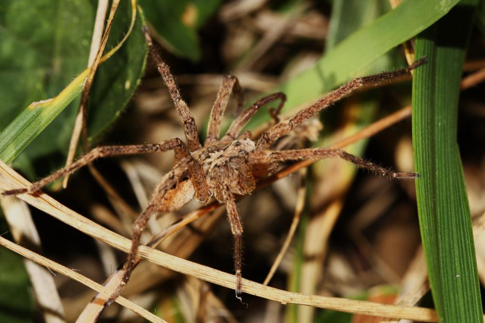 Zoropse à pattes épineuses Zoropsis spinimana (Dufour, 1820)