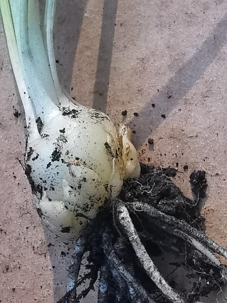 Dame-d'onze-heures Ornithogalum divergens Boreau, 1857