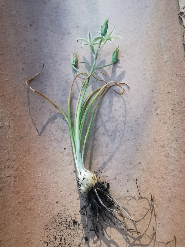 Dame-d'onze-heures Ornithogalum divergens Boreau, 1857