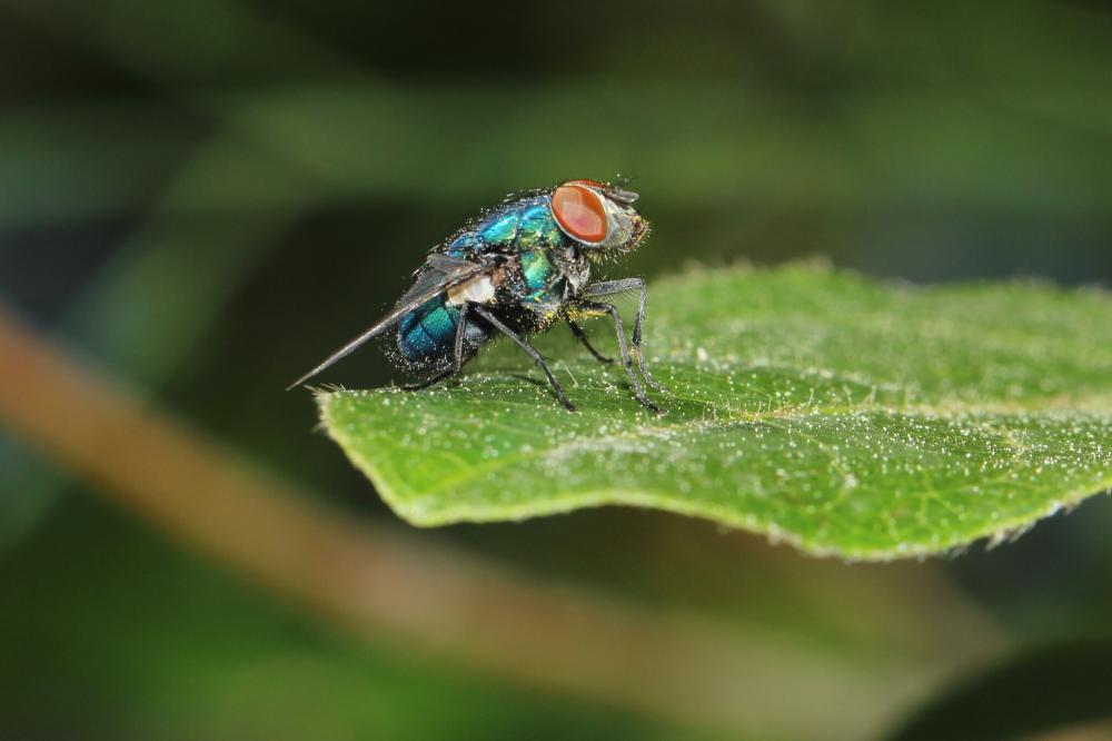  Lucilia Robineau-Desvoidy, 1830