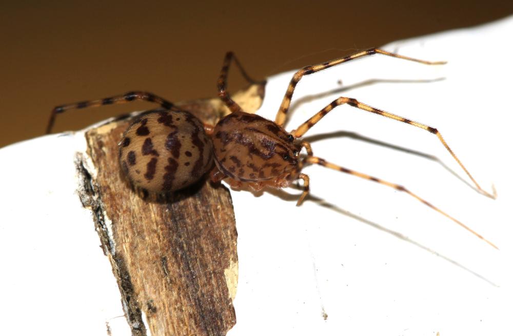 Araignée cracheuse Scytodes thoracica (Latreille, 1802)