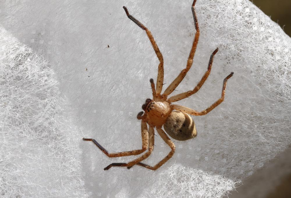 Olios argelasius (Walckenaer, 1806)