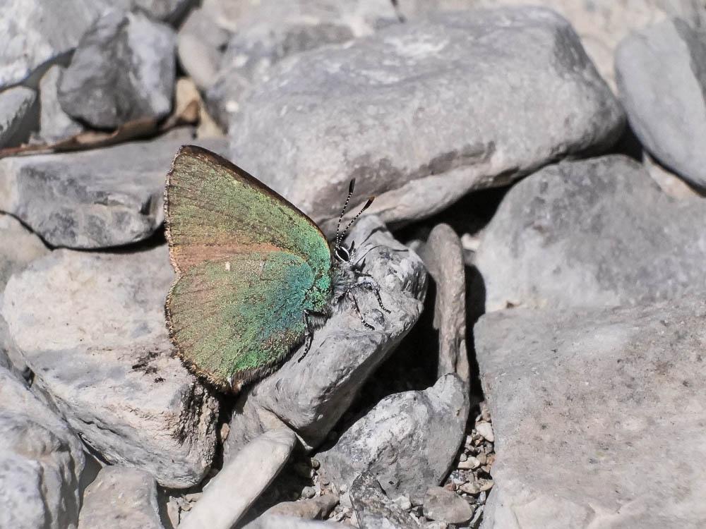 Thécla de la Ronce (La), Argus vert (L') Callophrys rubi (Linnaeus, 1758)