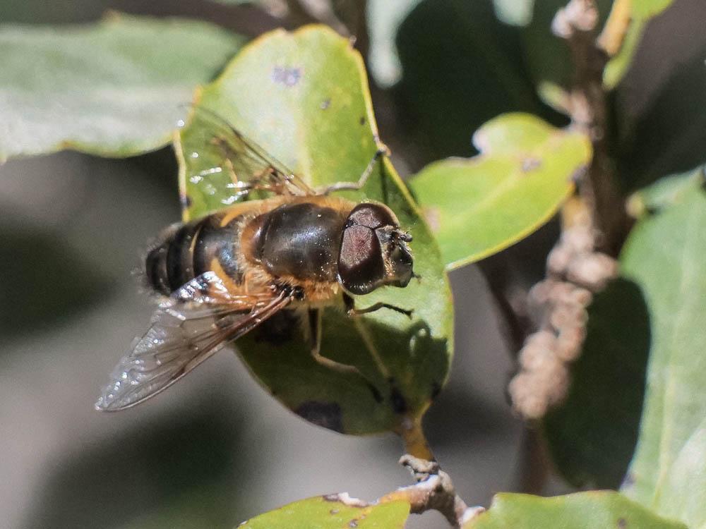 Syrphes Syrphidae Latreille, 1802