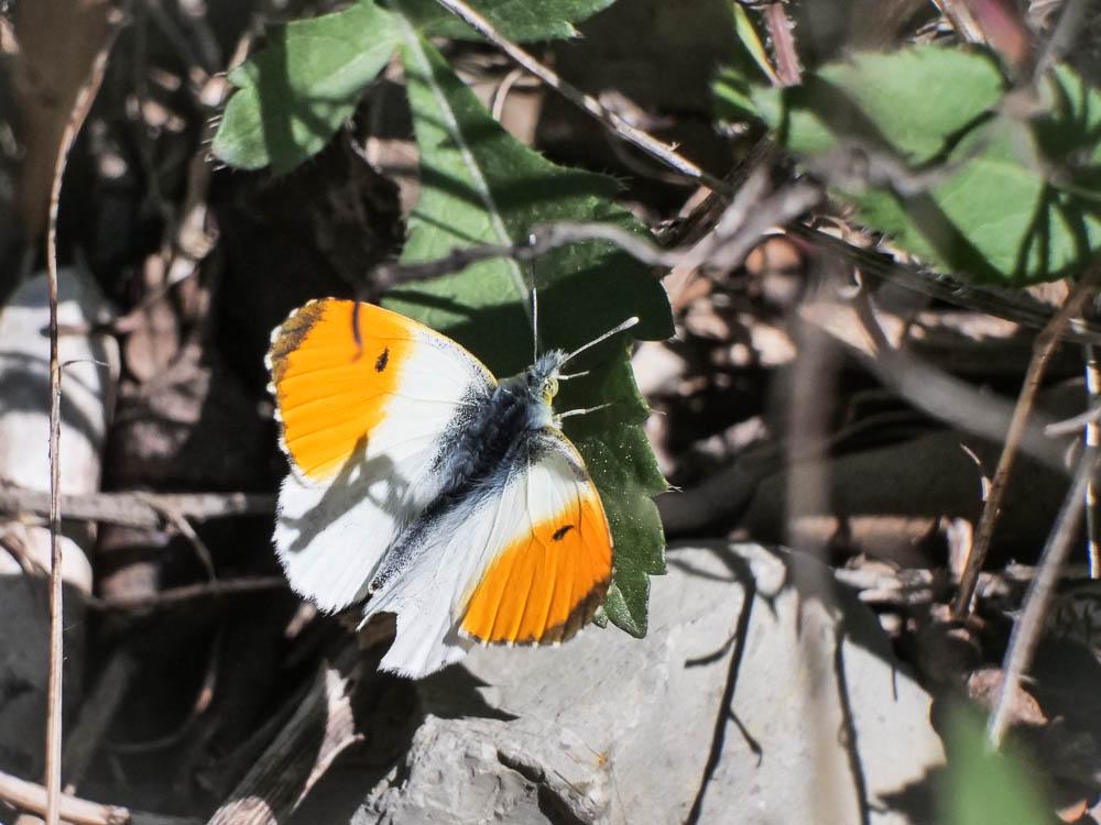 Aurore (L') Anthocharis cardamines (Linnaeus, 1758)