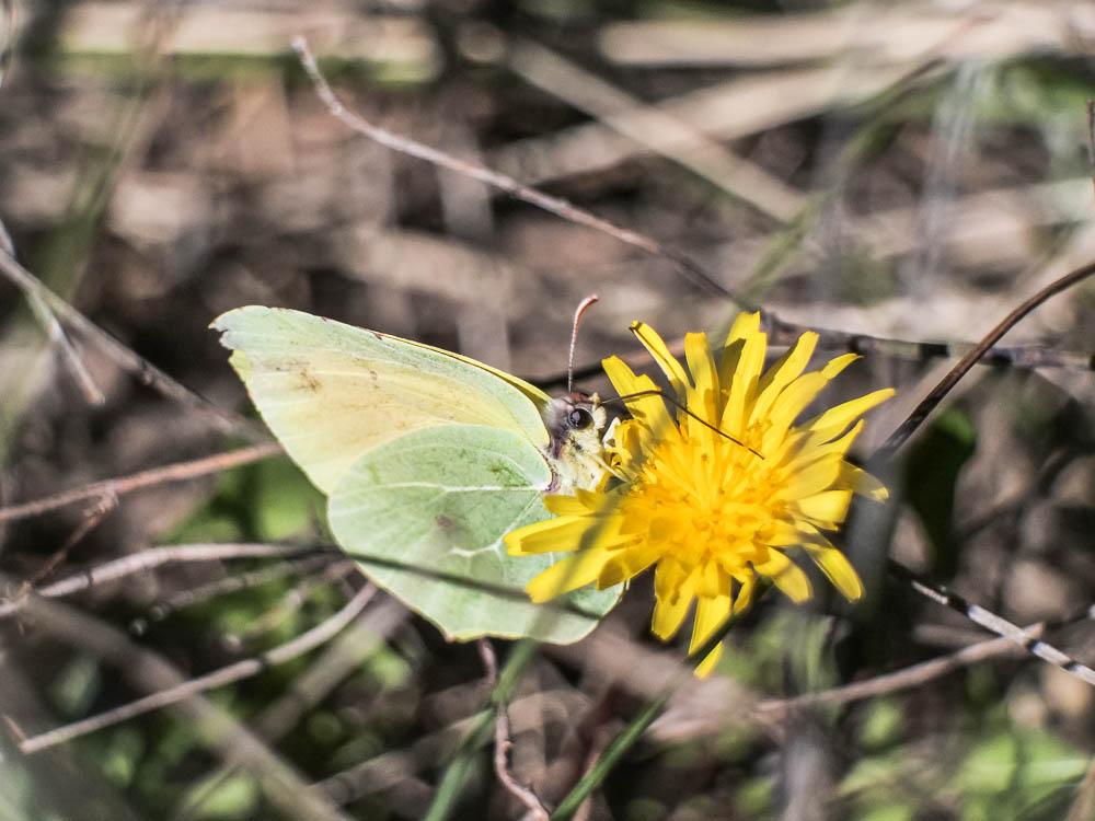 Citron de Provence (Le), Cléopâtre (La), Piéride C Gonepteryx cleopatra (Linnaeus, 1767)
