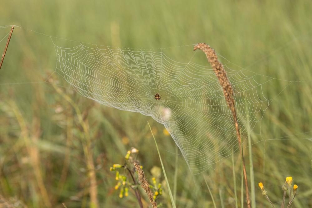 Épeire de velours Agalenatea redii (Scopoli, 1763)