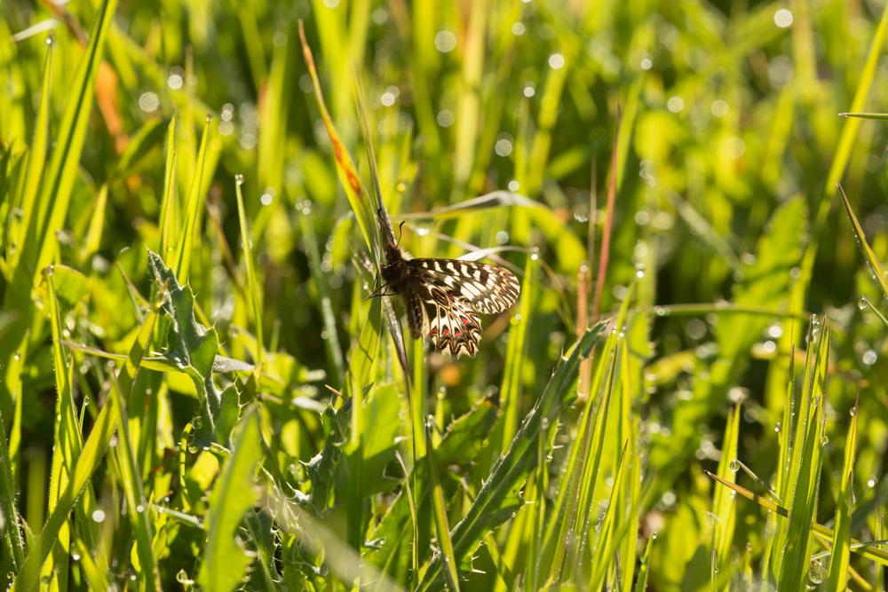 Diane (La), Thaïs (La) Zerynthia polyxena (Denis & Schiffermüller, 1775)