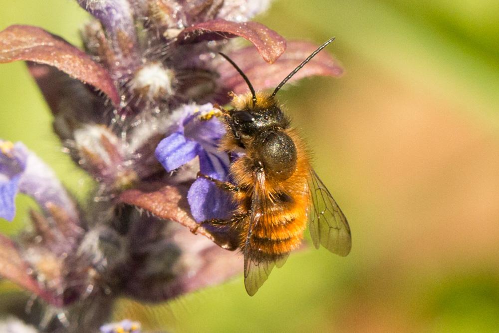  Osmia cornuta (Latreille, 1805)