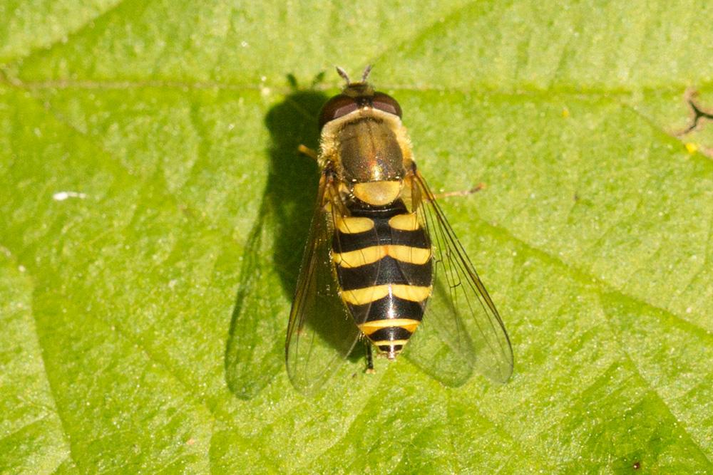 Syrphus Fabricius, 1775