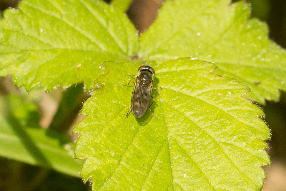 Platycheirus Lepeletier de Saint-Fargeau & Audinet-Serville in Latreille, 1828