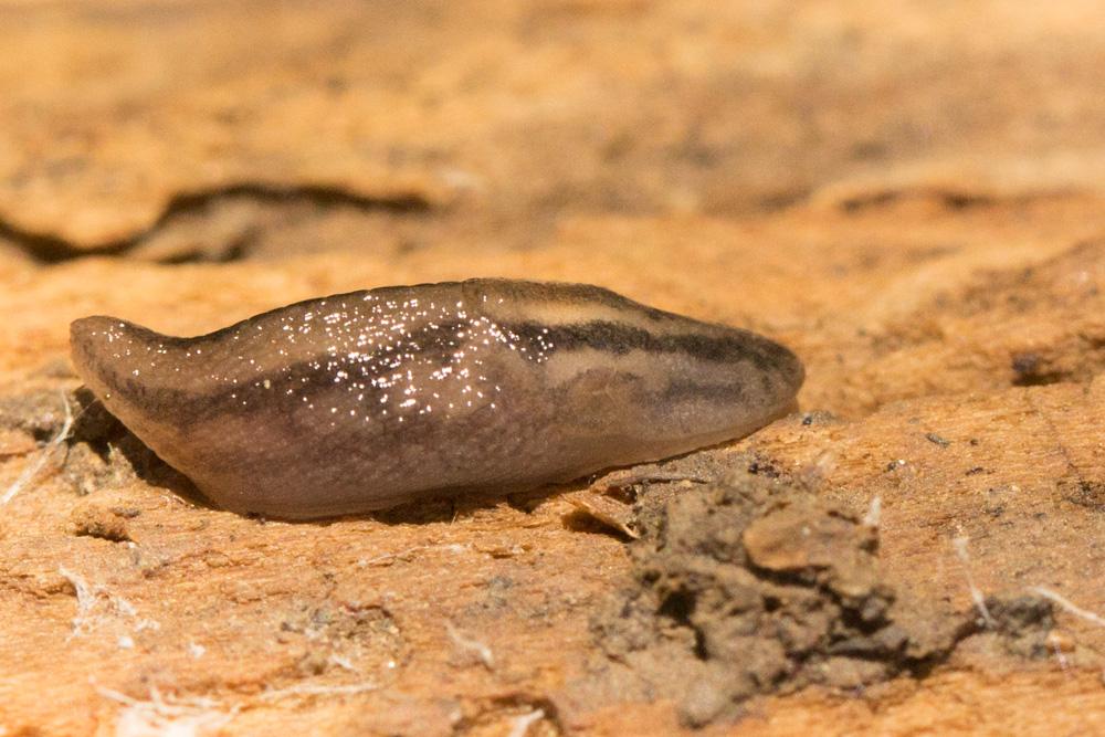 Limace d'Espagne Ambigolimax valentianus (A. Férussac, 1822)