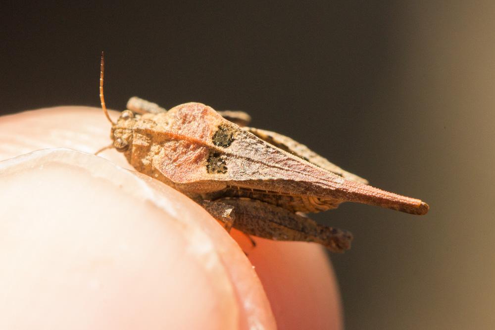 Tétrix déprimé Tetrix depressa Brisout de Barneville, 1848