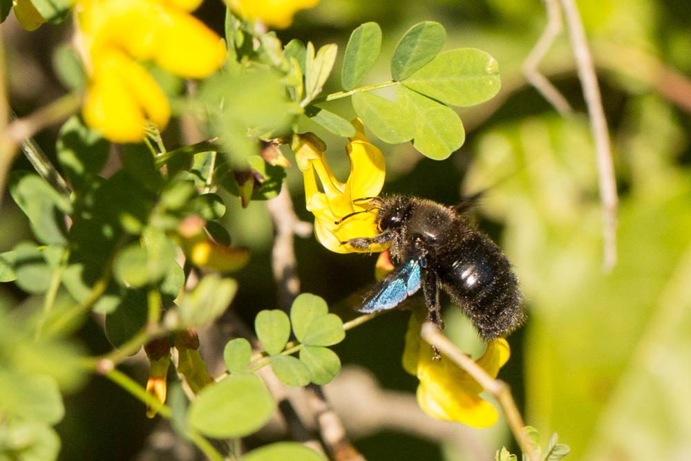 Abeille charpentière, Xylocope violet Xylocopa violacea (Linnaeus, 1758)