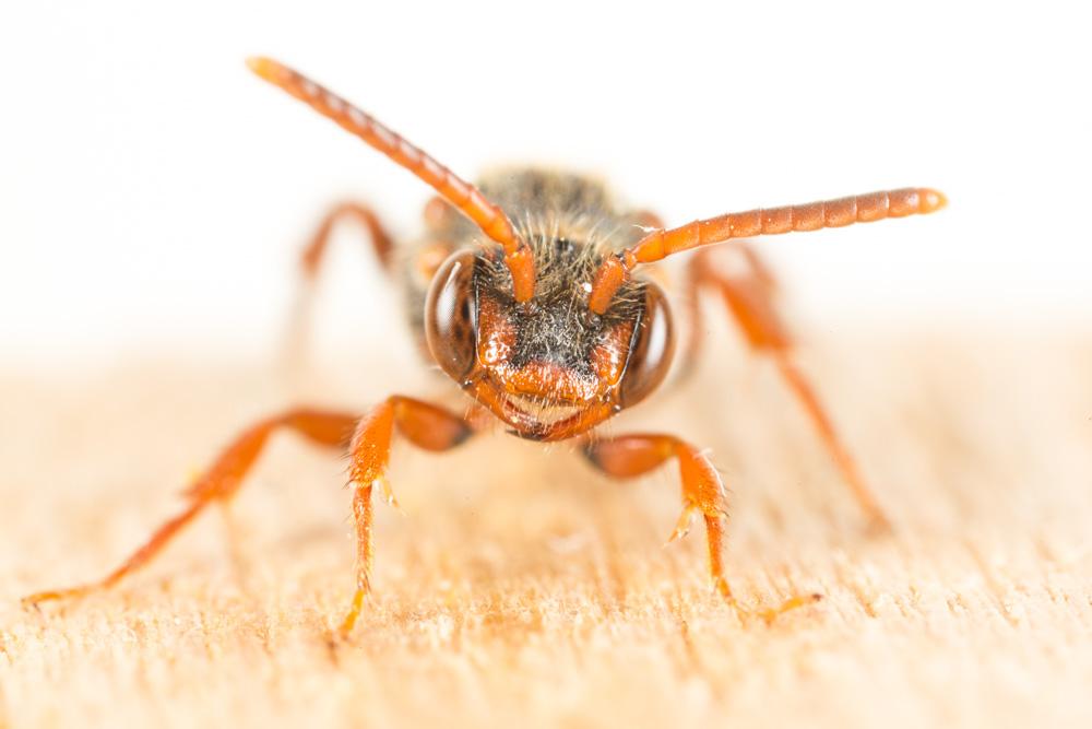  Nomada zonata Panzer, 1798