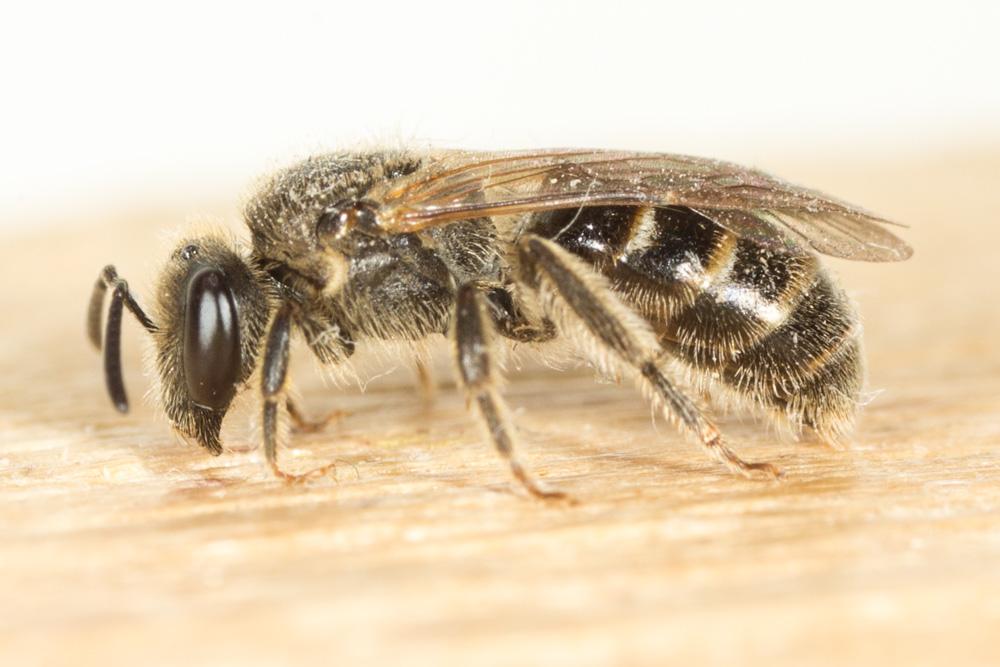  Lasioglossum Curtis, 1833