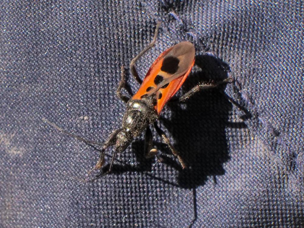  Peirates hybridus (Scopoli, 1763)