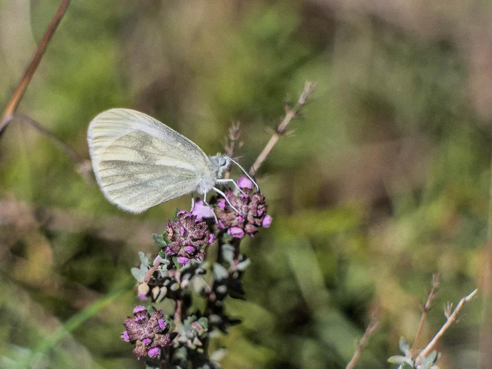 Piéride du Lotier (La), Piéride de la Moutarde (La Leptidea sinapis (Linnaeus, 1758)