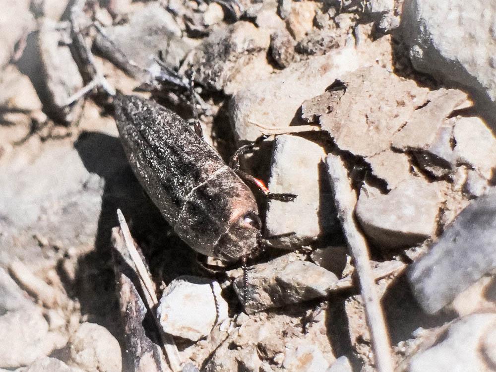 Sphenoptera barbarica (Gmelin, 1790)