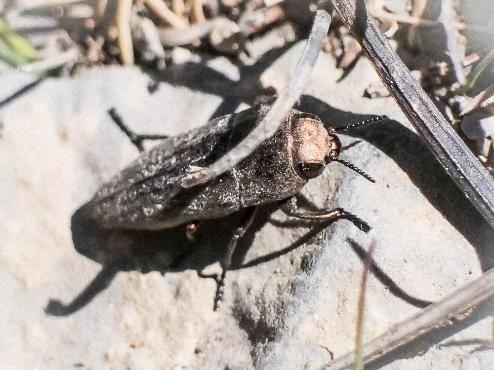  Sphenoptera barbarica (Gmelin, 1790)