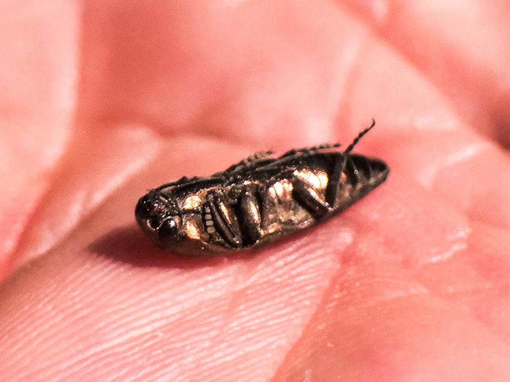 Sphenoptera barbarica (Gmelin, 1790)