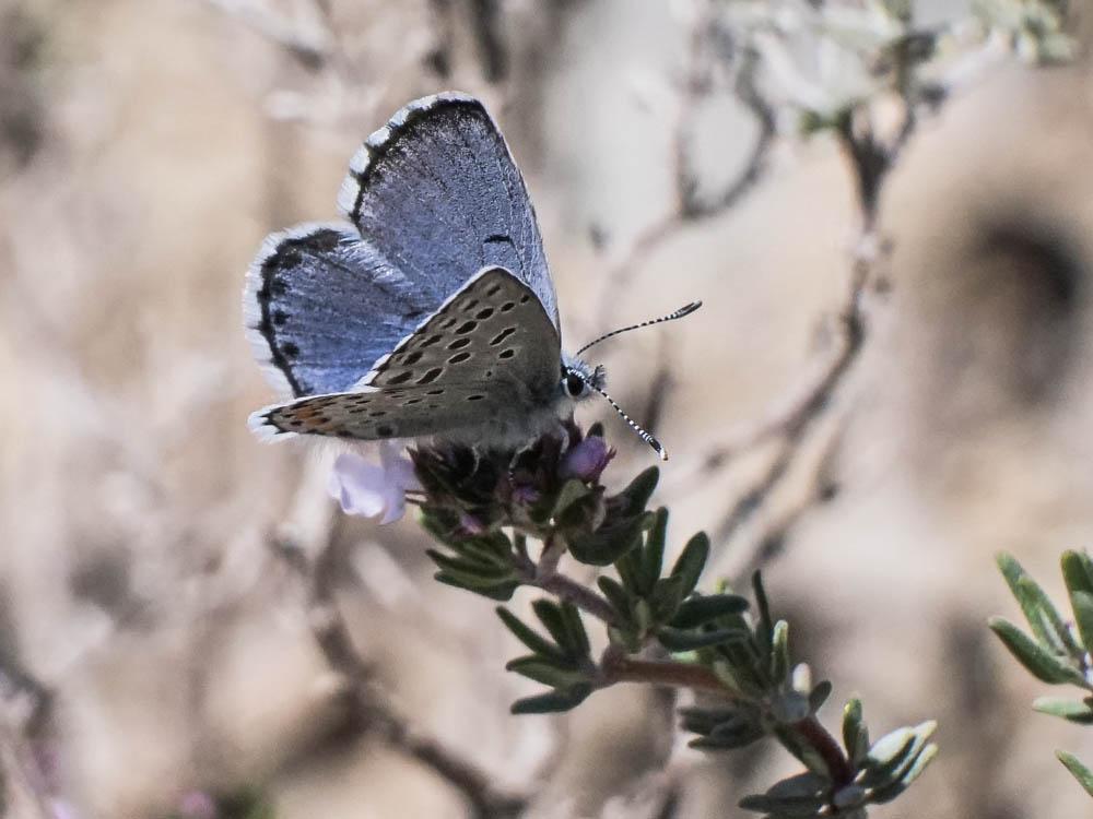 Azuré du Thym (L'), Azuré de la Sariette (L'), Arg Pseudophilotes baton (Bergsträsser, 1779)