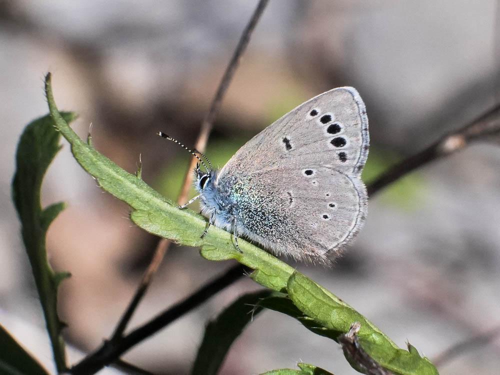 Azuré de la Badasse (L') Glaucopsyche melanops (Boisduval, 1828)