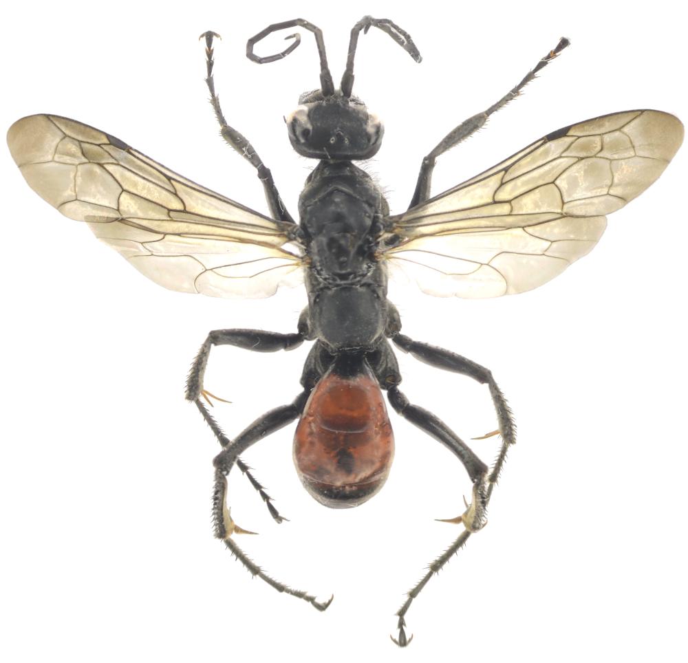  Priocnemis fallax Verhoeff, 1922