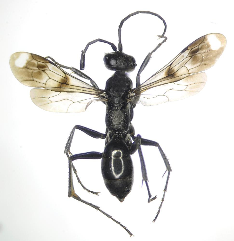  Priocnemis propinqua (Lepeletier, 1845)