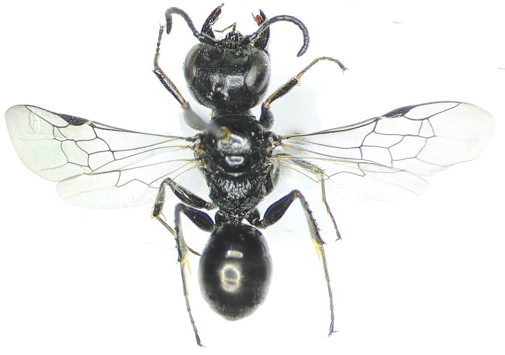  Diodontus luperus Shuckard, 1837