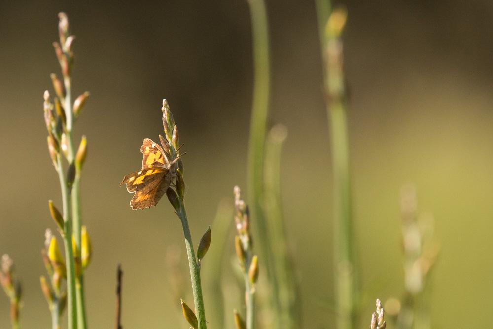 Échancré (L'), Libythée du Micocoulier (La), Échan Libythea celtis (Laicharting, 1782)